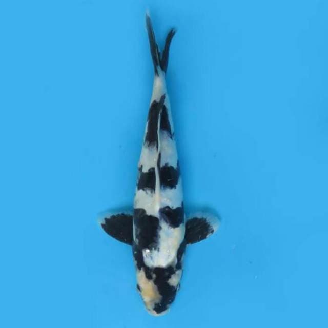 25cm Male Tosai - Shiro Doitsu Hq Patern