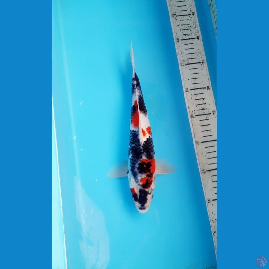 Tategoi showa 29cm male