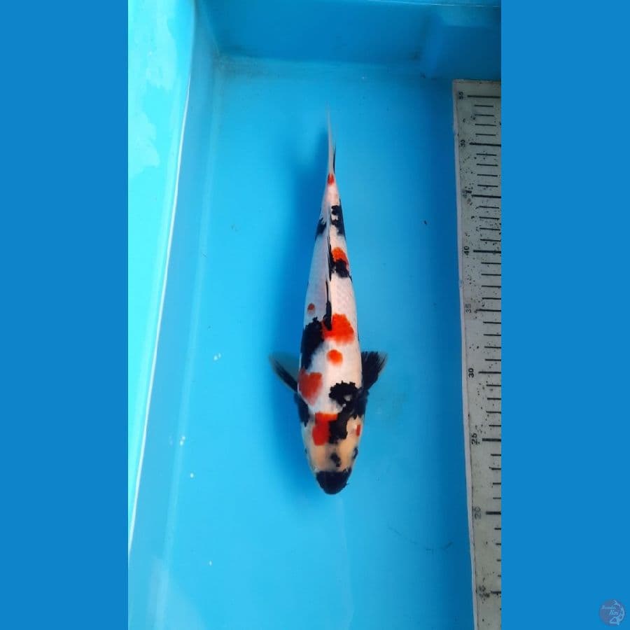 Kindai showa 29cm male