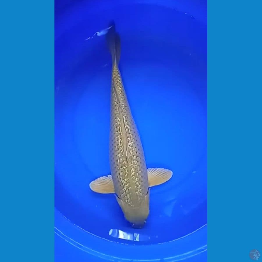 Soragoi Ginrin Pejantan 47cm