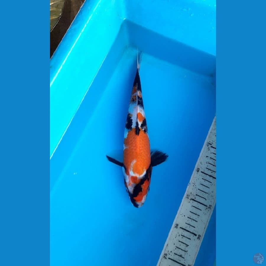 Showa 29cm male