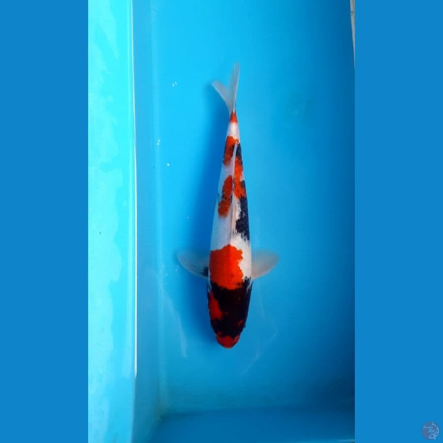 Showa 27cm male