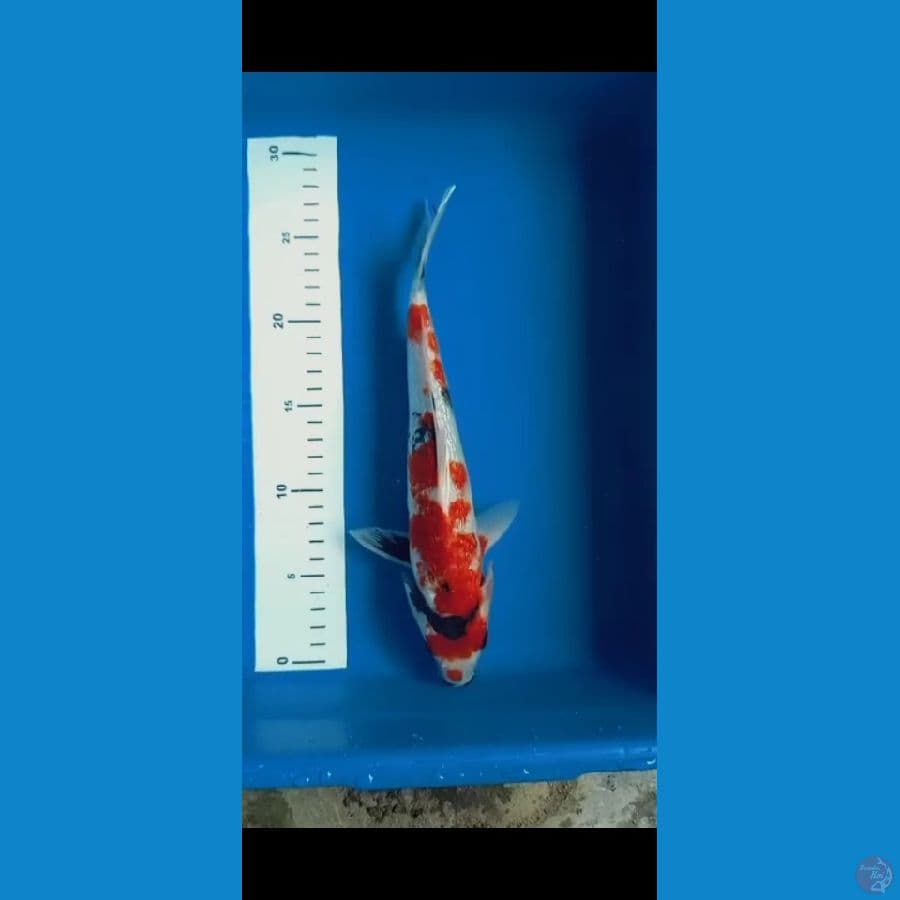 showa 27cm