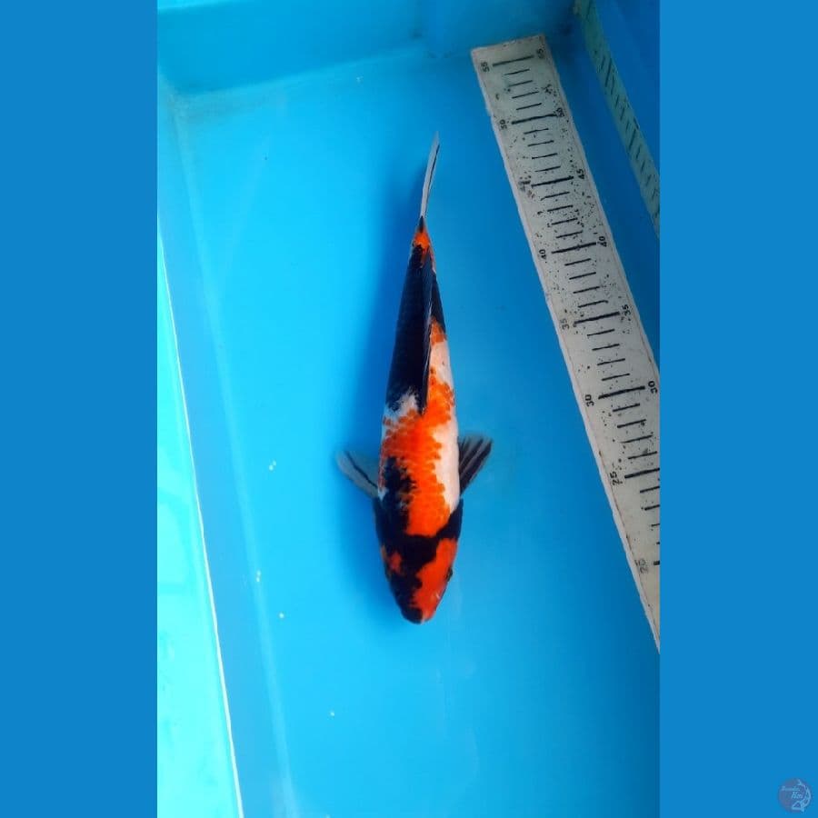 showa 28cm male