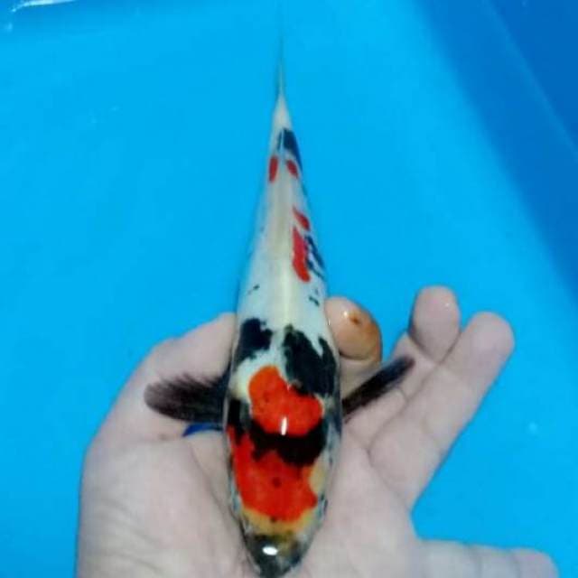 Showa doitsu 25cm