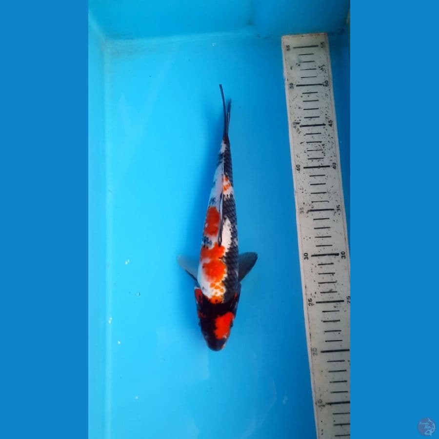 Showa 28cm male