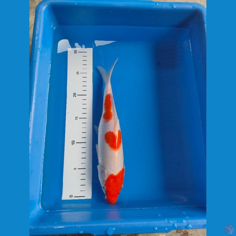 kohaku motif love 28 cm