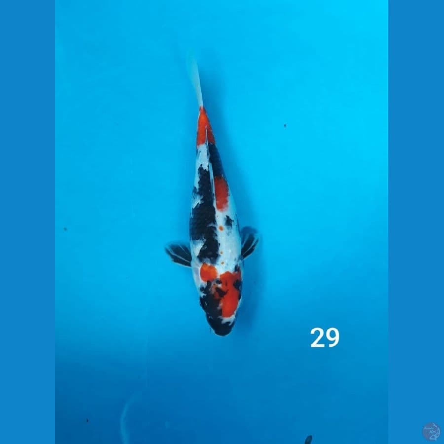 SHOWA UK 29