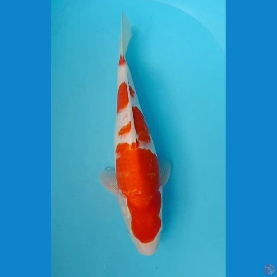 kohaku