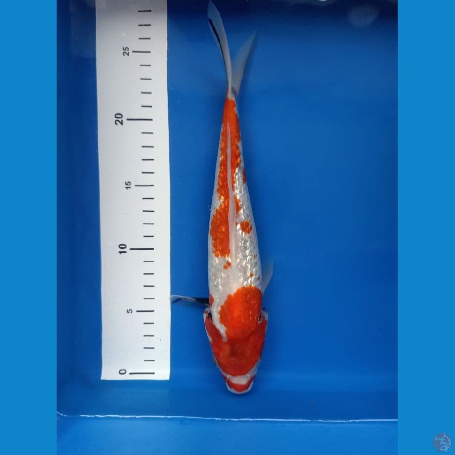 showa 28cm