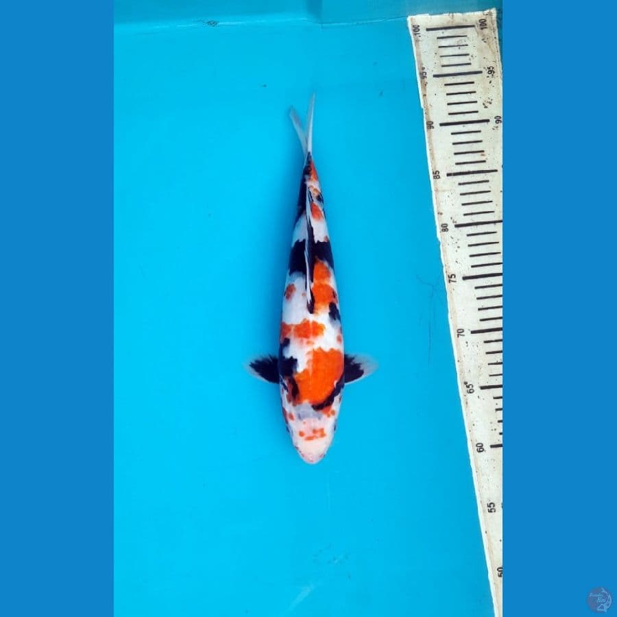 Showa 32cm female