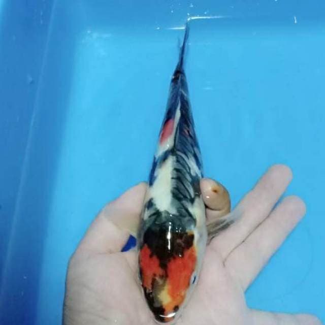Showa doitsu 25cm