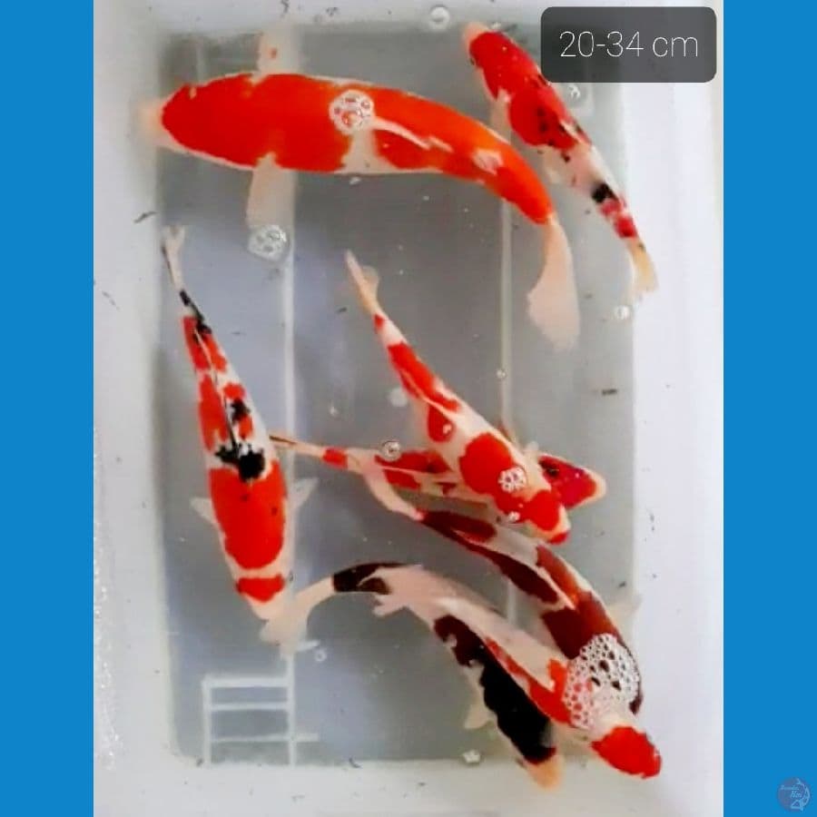 mixs koi 8 ekor 20-34 cm
