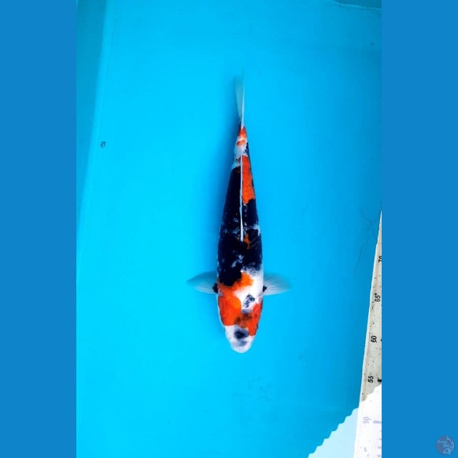 Showa 33cm female