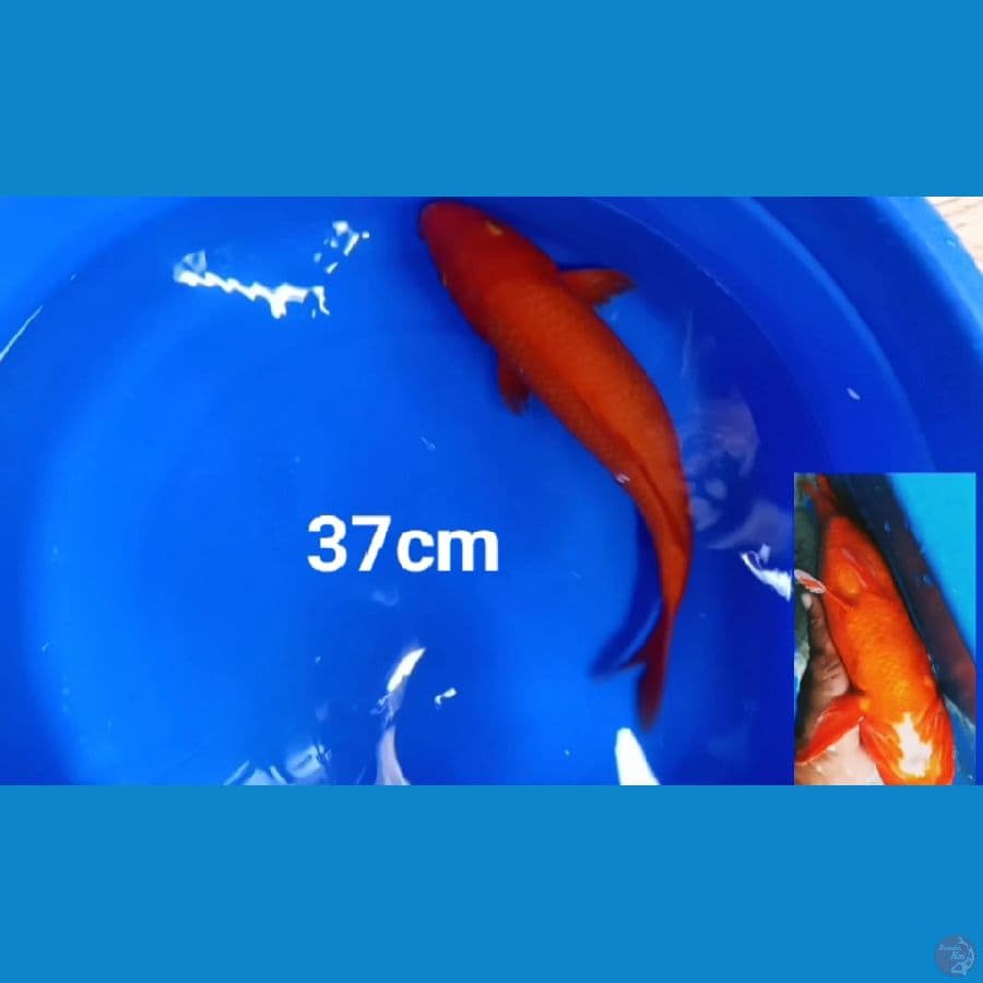benigoi tembus perut 37 cm