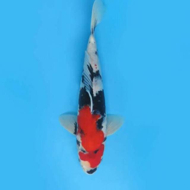 29cm Male Tosai - F1 Red Showa Quality