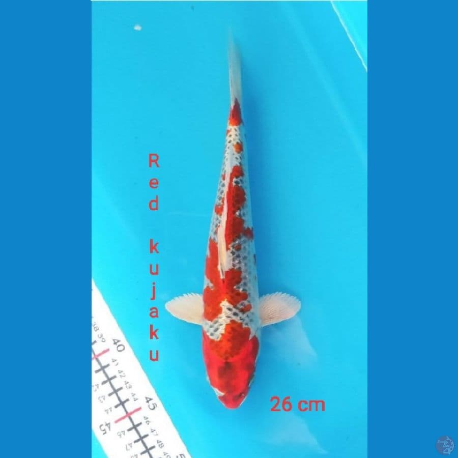 super Red Kujaku 26 cm