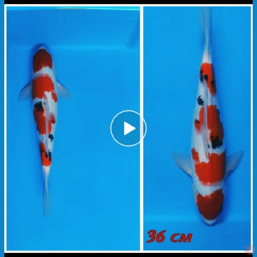 Sanke super HOT 36 cm Original
