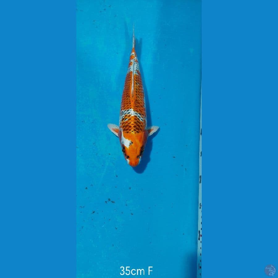 KUJAKU 35 CM