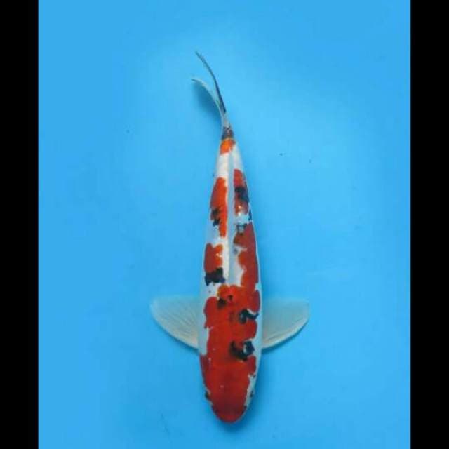 30cm Male Tosai - F1 Hesei Nishiky Ori