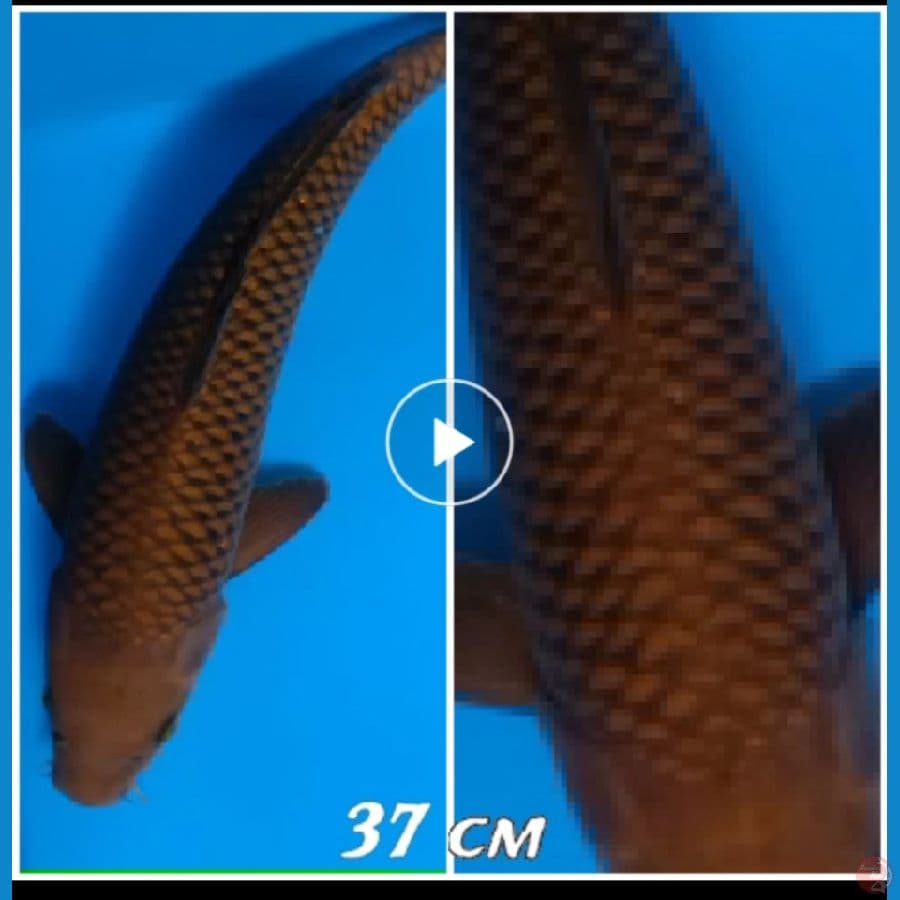 Chagoi 37 cm jossss
