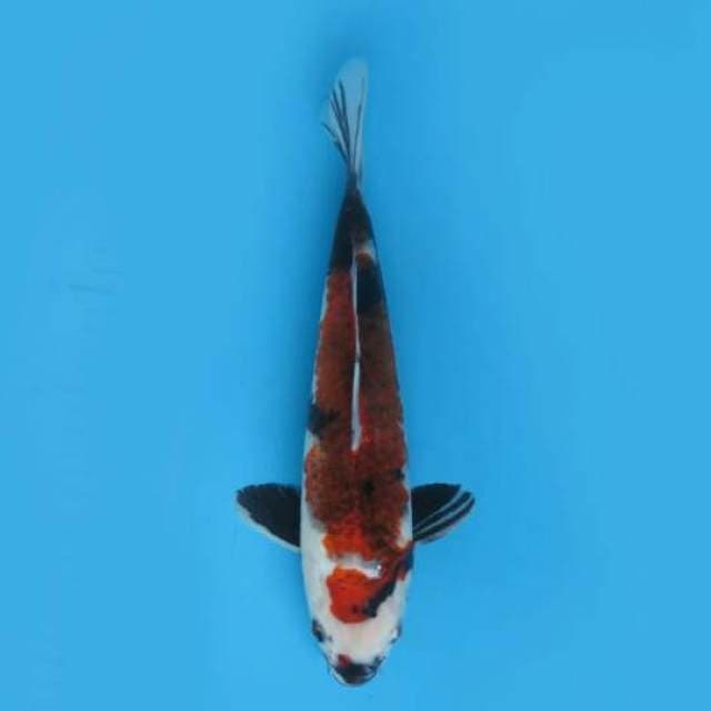 28cm Male Tosai - Showa Goromo Koleksi