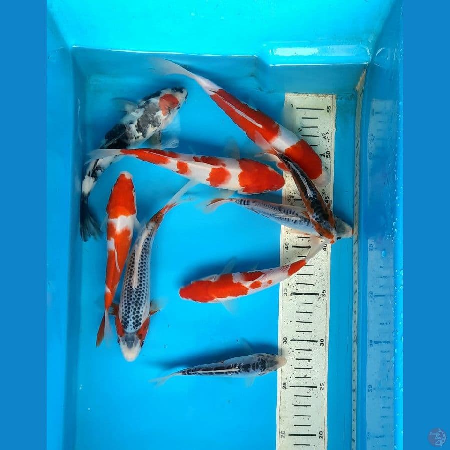 9_ekor MIX 13-22cm