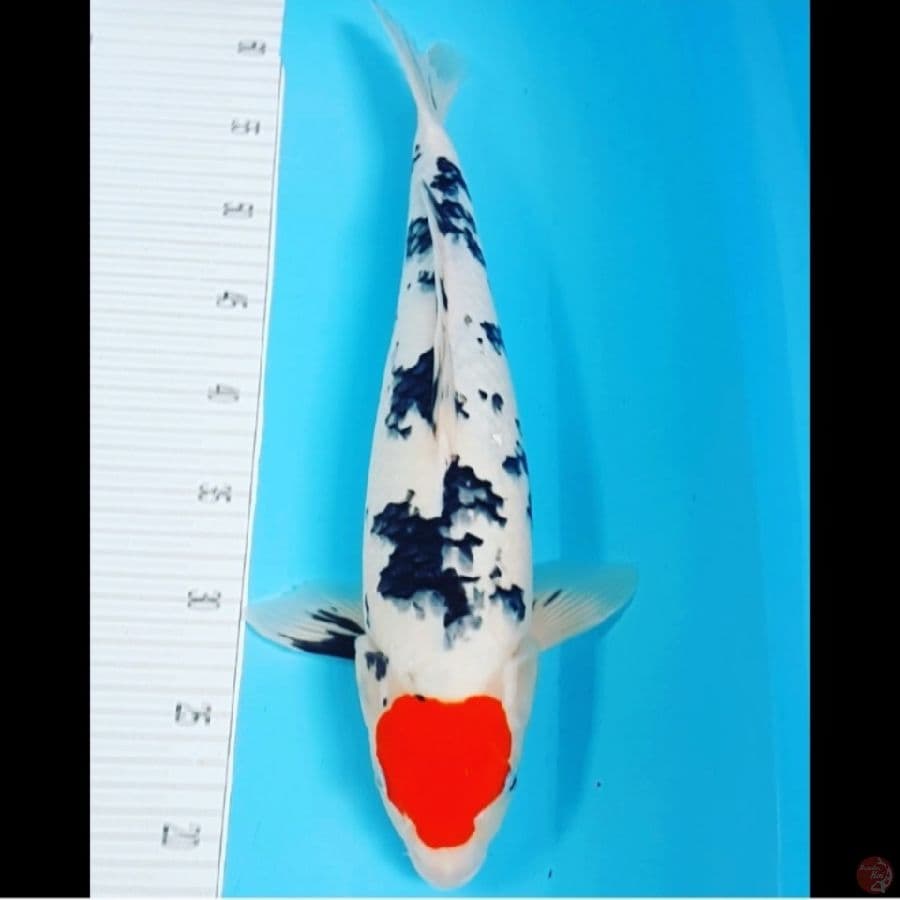 Tancho Sanke 44CM