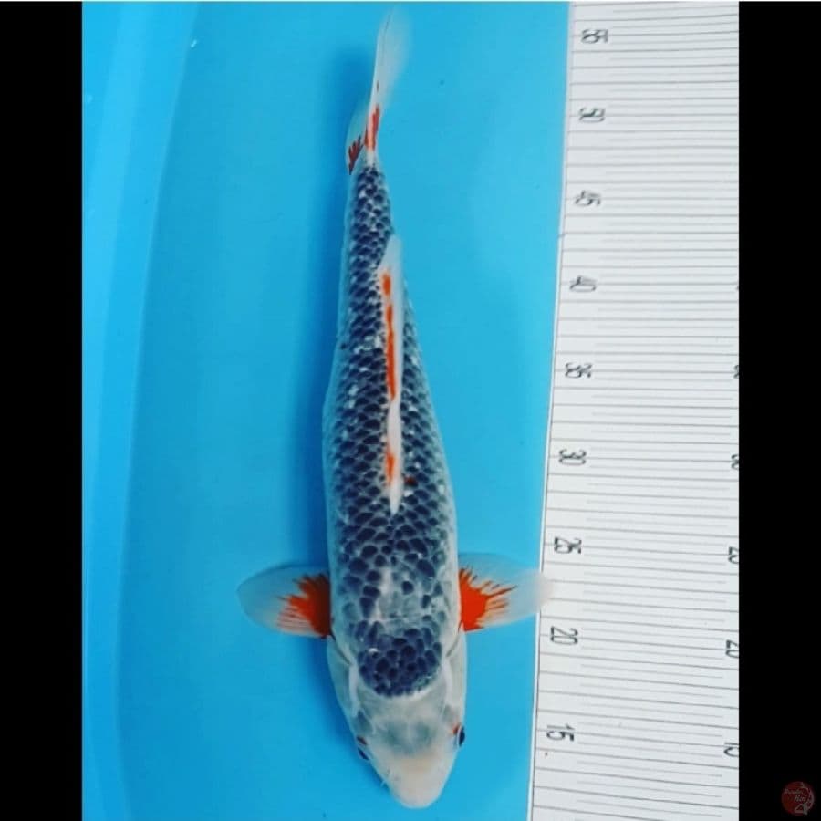 Asagi 43CM