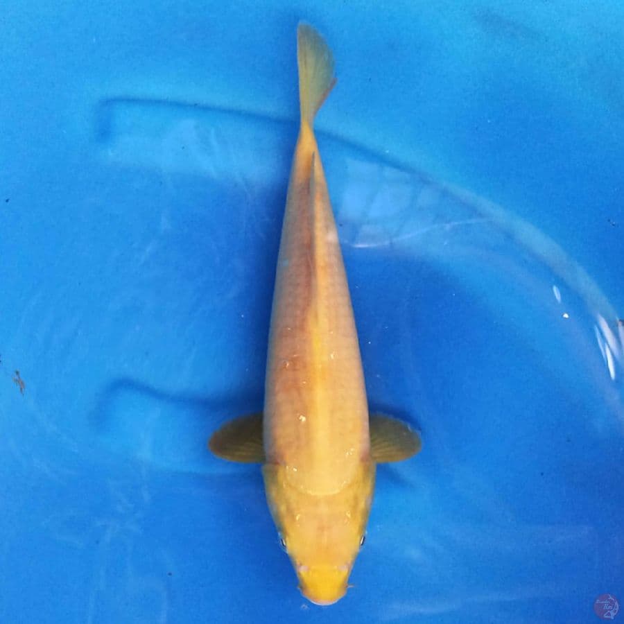 KARASHI 28 cm