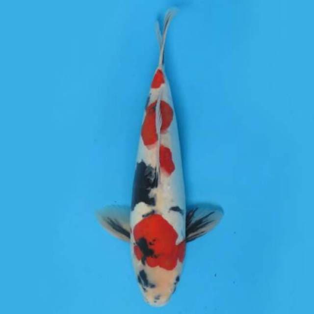 29cm Male Tosai - Kindai Showa Doitsu Ori