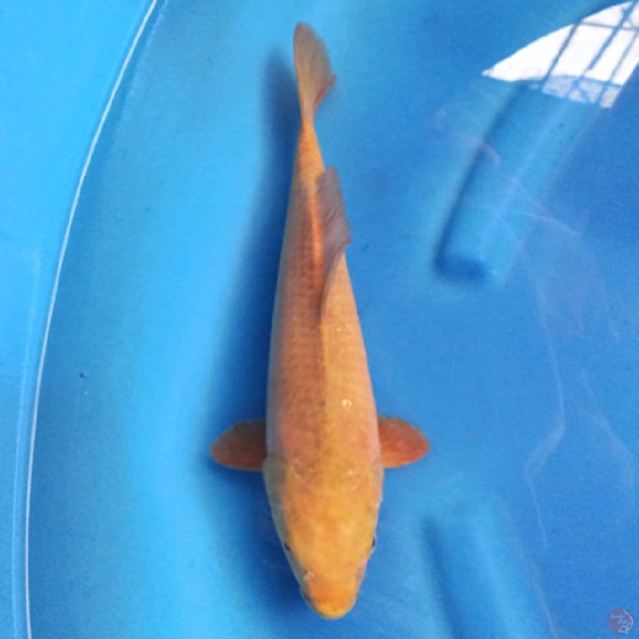 KARASHI 30 cm