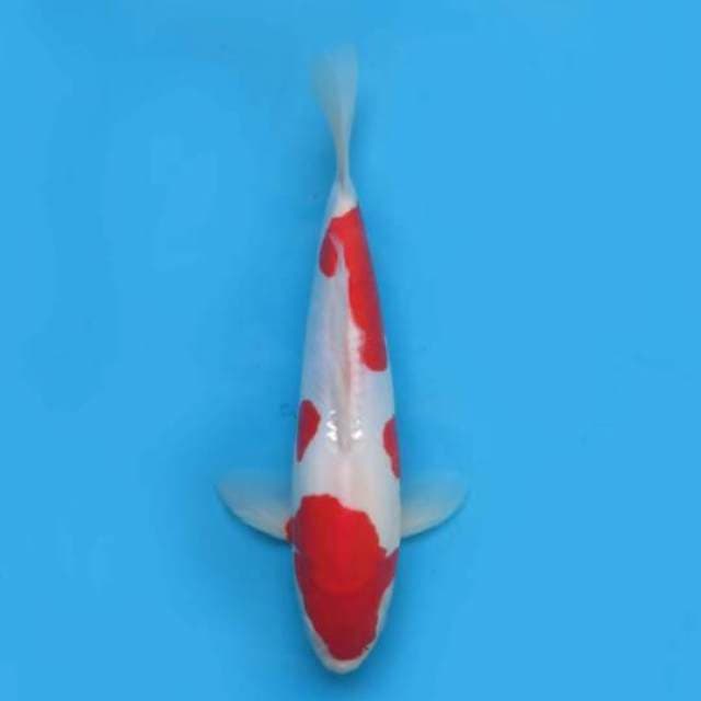 32cm Male Tosai - F1 Kohaku Doitsu Murni
