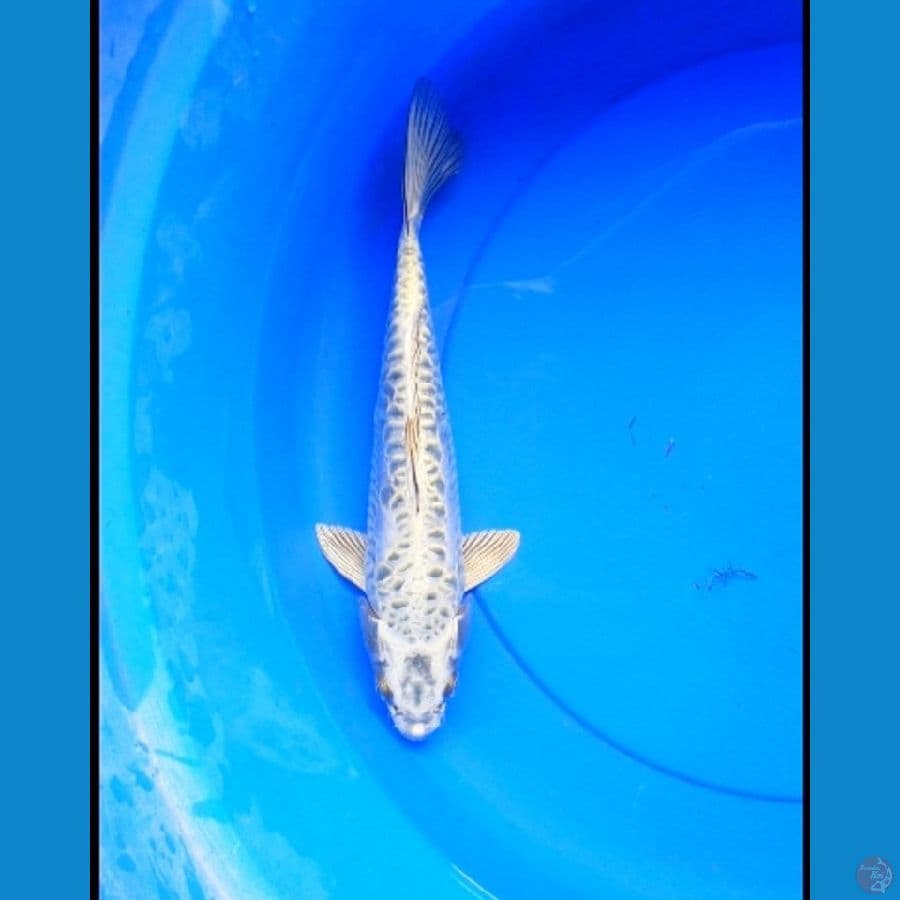 Mukashi aragoke sisik naga 30 cm