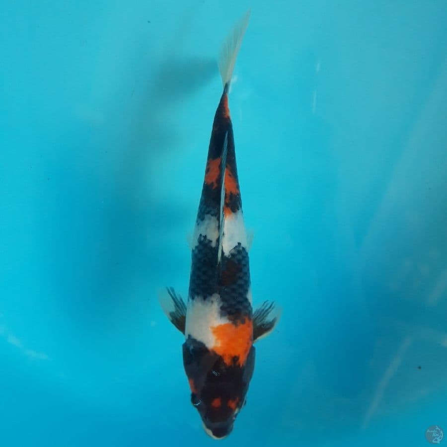 Showa 23cm