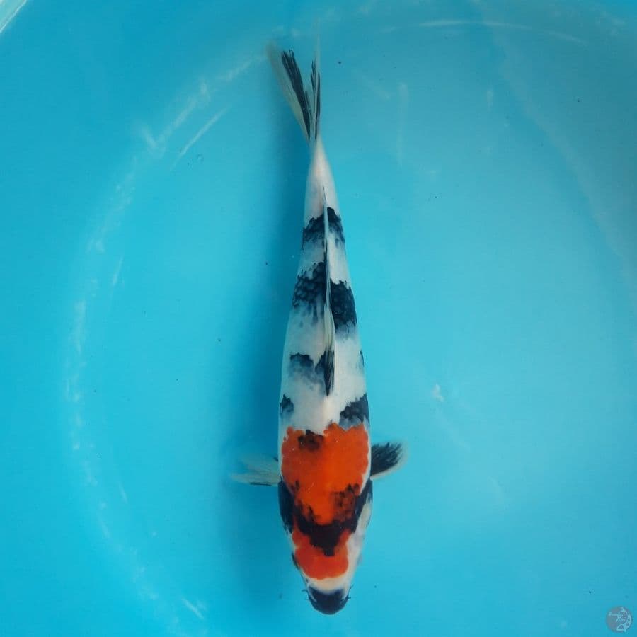 Showa 31cm