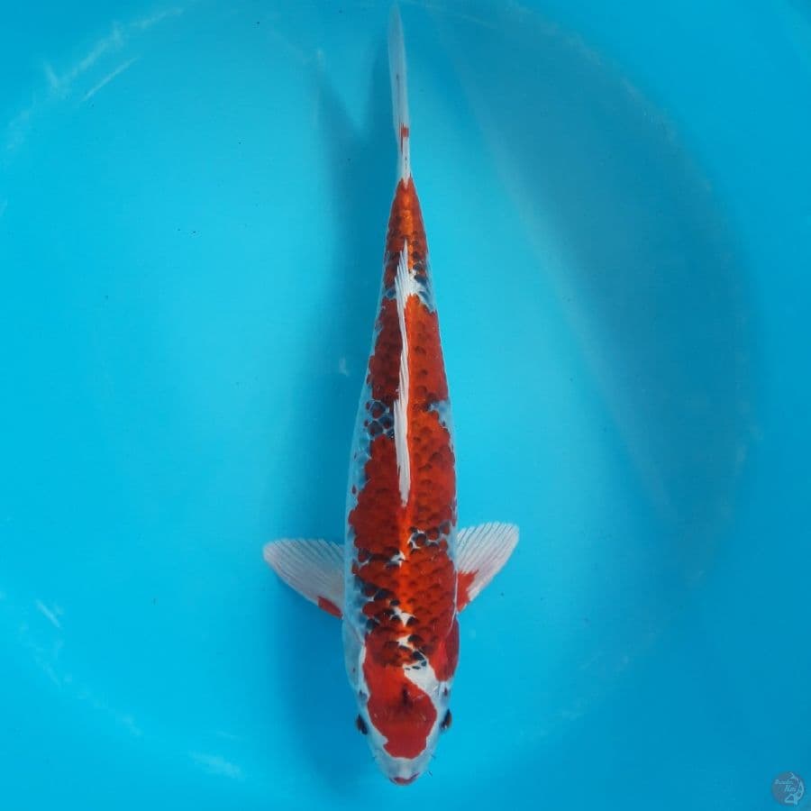 Kujaku Male Super Red 42cm