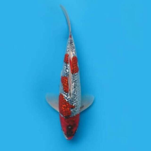35cm Male Tosai - F1 Goshiki Full Ginrin