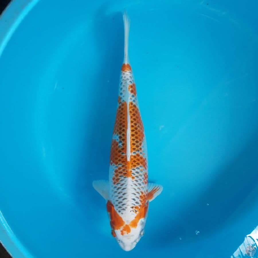 Kujaku Bulky Kepala Bersih 42cm Female
