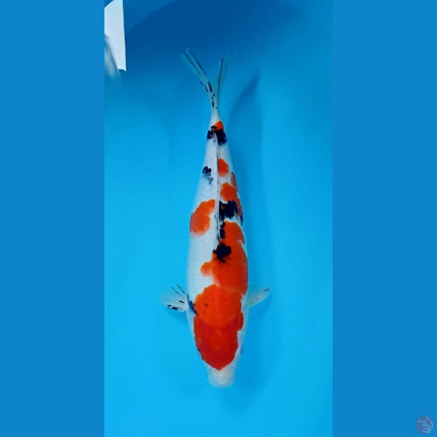 sanke 37cm