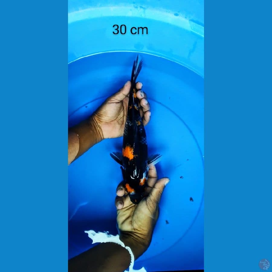 showa 30 cm