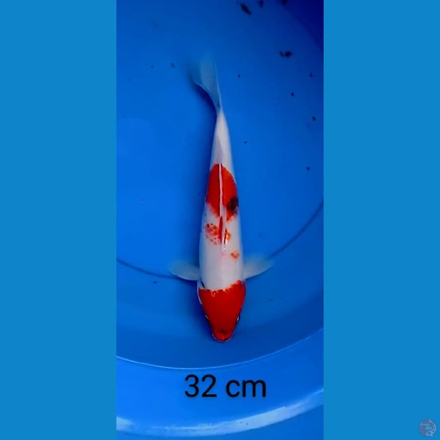 showa 32 cm