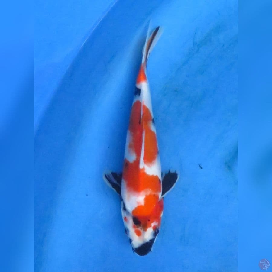 26cm - Kindai Showa