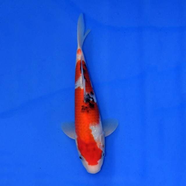 Gosanke Sakai