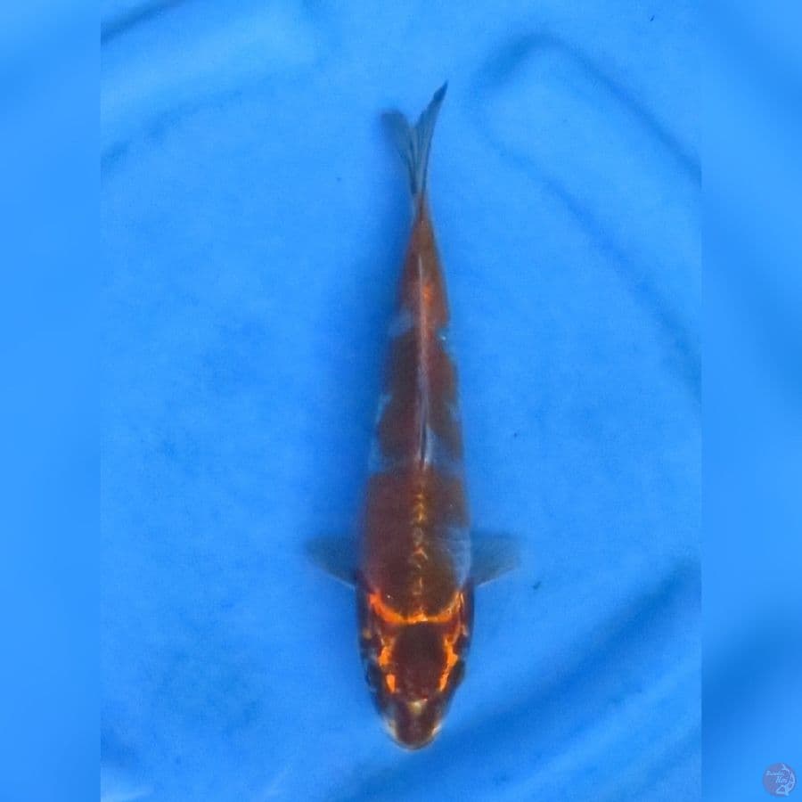 24cm - Kogane Ochiba