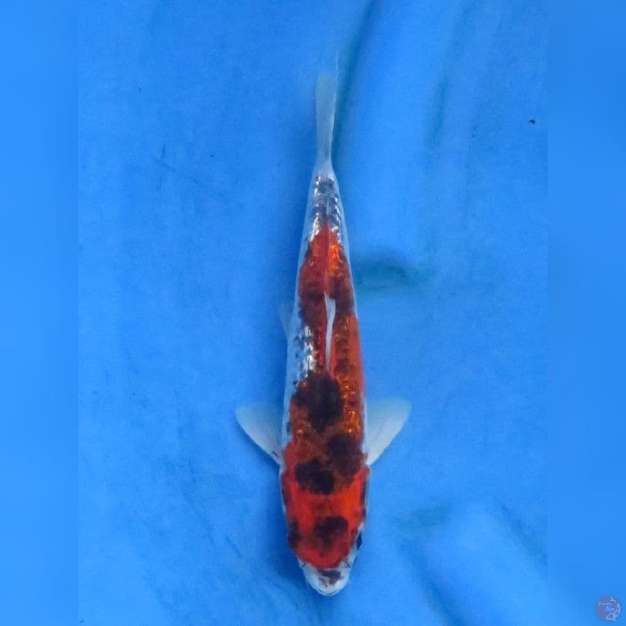 24cm - Goshiki ginrin
