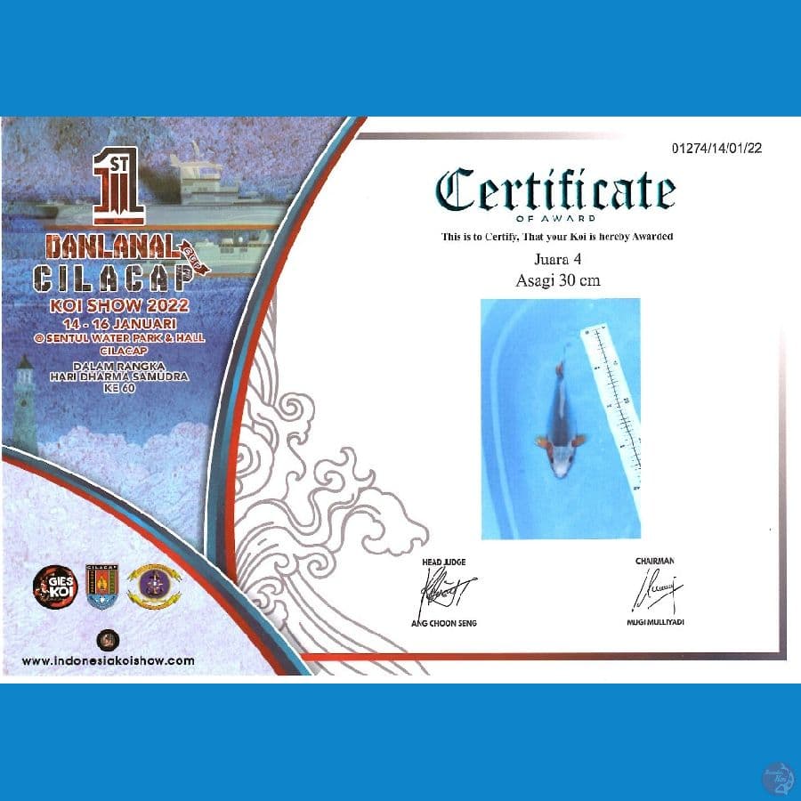 Asagi 36 cm juara 4 cilacap koi show 2022