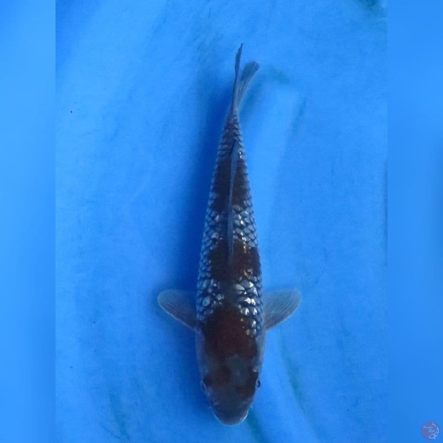 30cm - Ochoba Ginrin ,