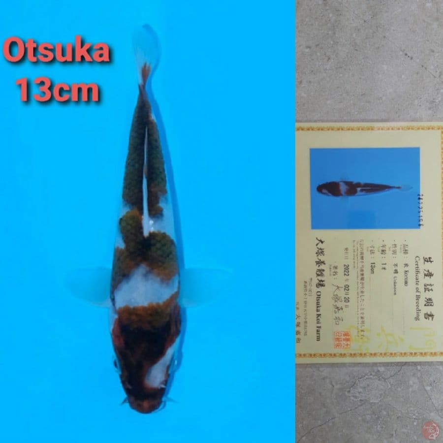 OTSUKA GOROMO 13CM