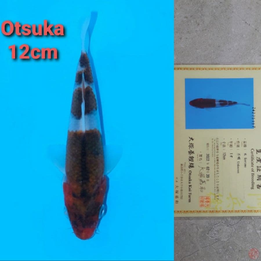 OTSUKA GOROMO SERTIFIKAT